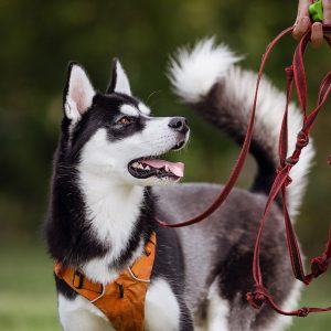 Husky beim der Hundeerziehung und Alltagstraining der Hundeschule in Seevetal und Rosengarten