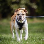 Angeleinter Hund bei der Hundeerziehung und Alltagstraining in Seevetal und Rosengarten