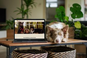 Onlinetraining - Australian Shepherd liegt neben einem Laptop mit der Hundeschule Toncane Webseite drauf.
