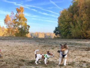 Welpenschule Samstags
